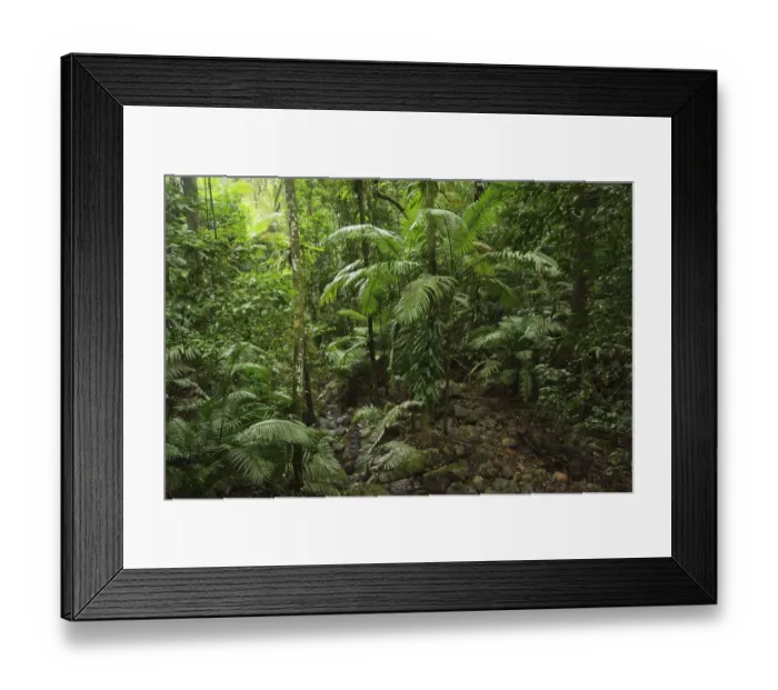 Framed Print : Rainforest, Daintree National Park Framed Print : Rainforest, Daintree National Park