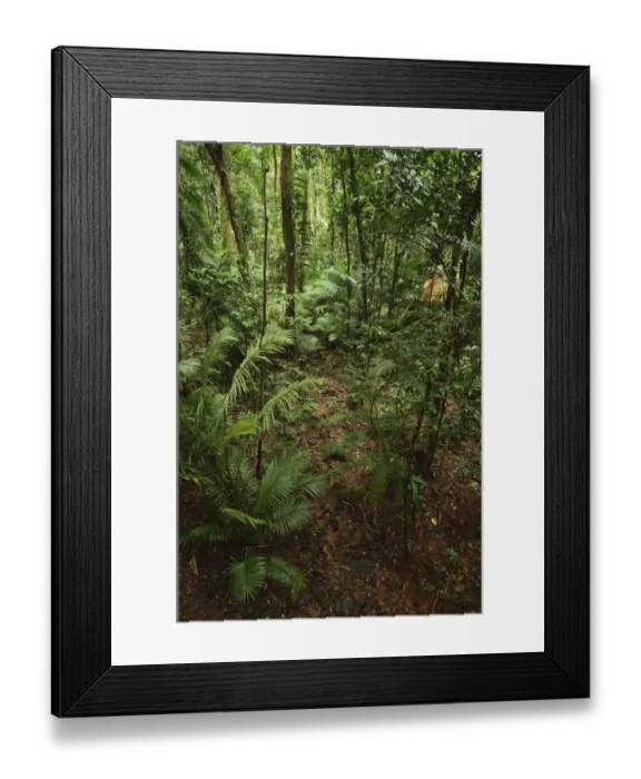 Framed Print : Rainforest, Daintree National Park Framed Print : Rainforest, Daintree National Park