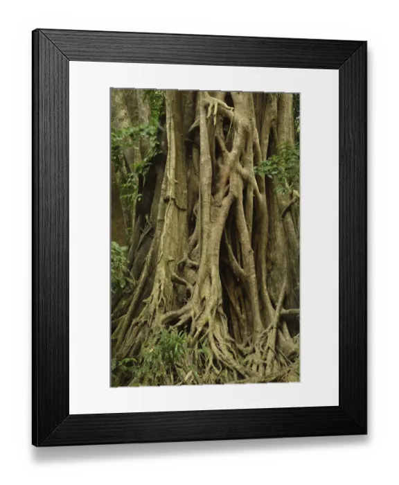 Framed Print : Detail of fig tree Framed Print : Detail of fig tree
