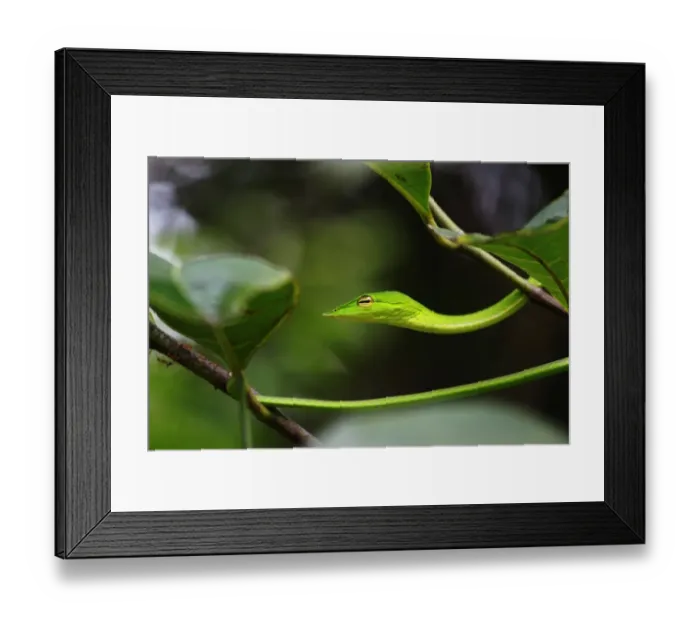 Framed Print : Green Vine snake (Ahaetulla nasuta) Framed Print : Green Vine snake (Ahaetulla nasuta)