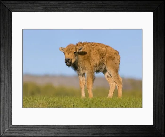Framed Print : Bison calf, Yellowstone National Park Framed Print : Bison calf, Yellowstone National Park