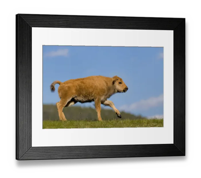 Framed Print : Bison calf, Yellowstone National Park Framed Print : Bison calf, Yellowstone National Park