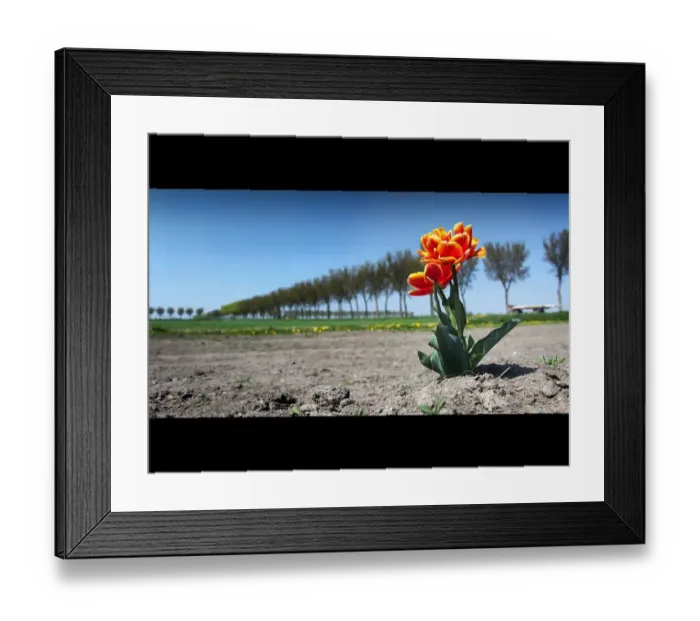 Framed Print : Treeline with flower plant on landscape Framed Print : Treeline with flower plant on landscape