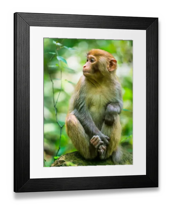 Framed Print : Macaque monkey Framed Print : Macaque monkey