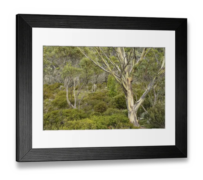 Framed Print : Gum tree and bushland, Mount Field National Park Framed Print : Gum tree and bushland, Mount Field National Park