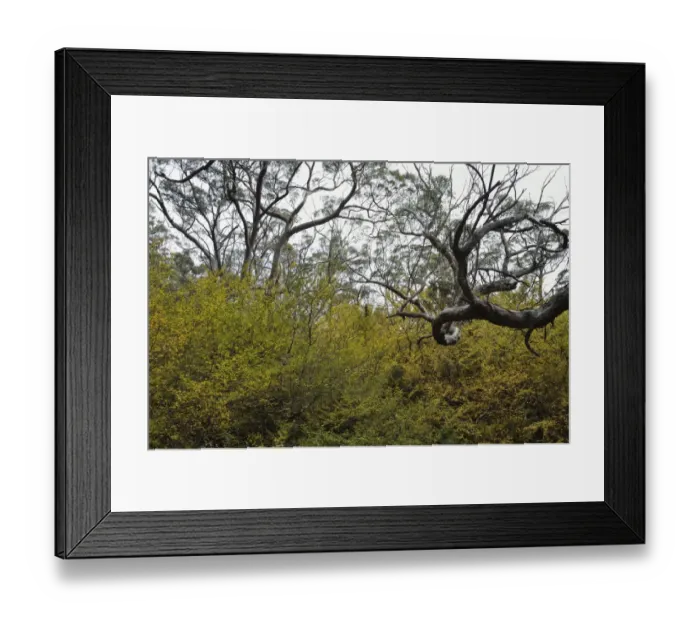 Framed Print : Deciduous beech (Fagus) in fall colours