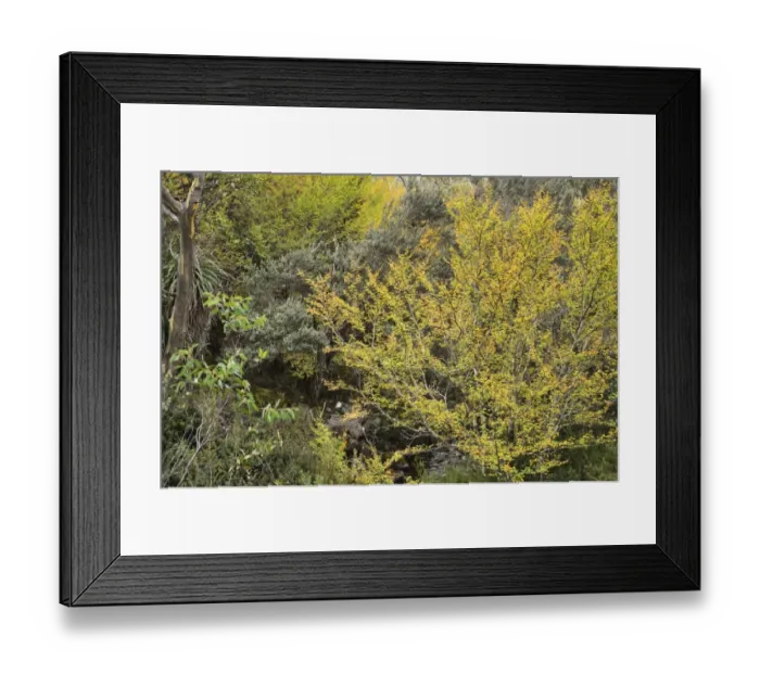 Framed Print : Deciduous beech (Fagus) in fall colours Framed Print : Deciduous beech (Fagus) in fall colours