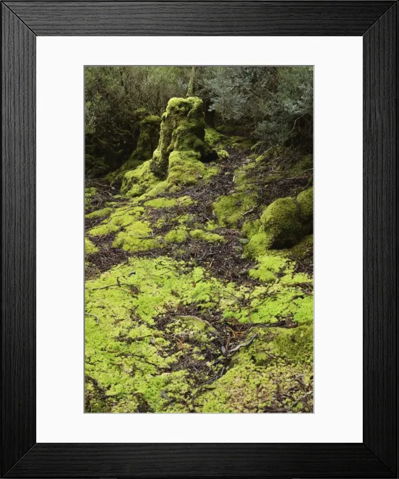 Framed Print : Moss in temperate rainforest, Weindorfers Forest Framed Print : Moss in temperate rainforest, Weindorfers Forest