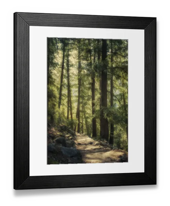 Framed Print : Moody forest path Framed Print : Moody forest path