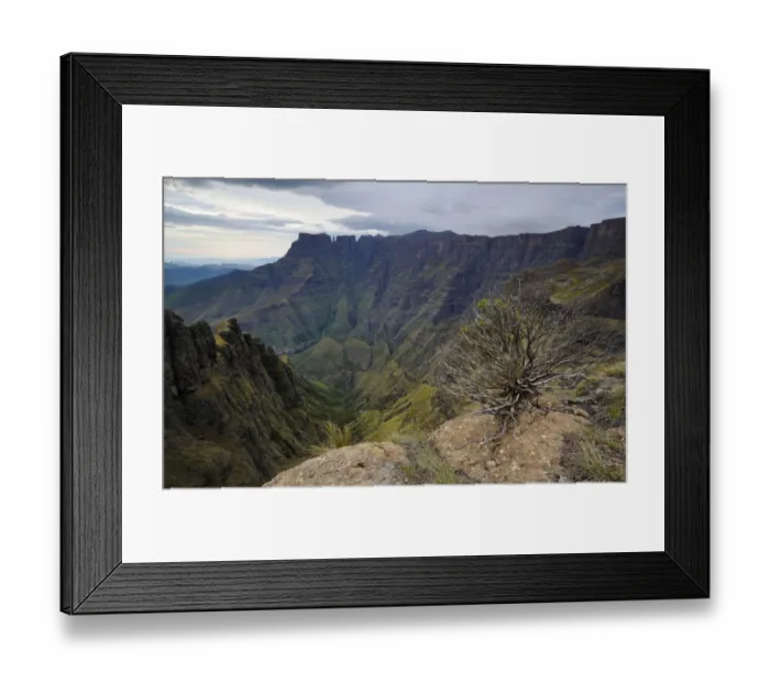 Framed Print : High Angle View with bare bush in the foreground over deep mountain valley, Amphitheatre, Drakensberg, Royal Natal National Park, KwaZulu-Natal, South Africa Framed Print : High Angle View with bare bush in the foreground over deep mountain valley, Amphitheatre, Drakensberg, Royal Natal National Park, KwaZulu-Natal, South Africa
