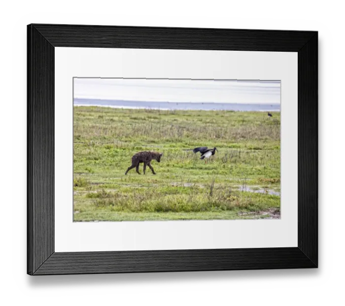 Framed Print : Hyena, Africa Framed Print : Hyena, Africa