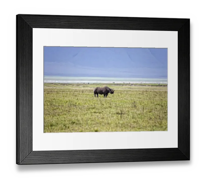 Framed Print : Black Rhinoceros, Tanzania Framed Print : Black Rhinoceros, Tanzania