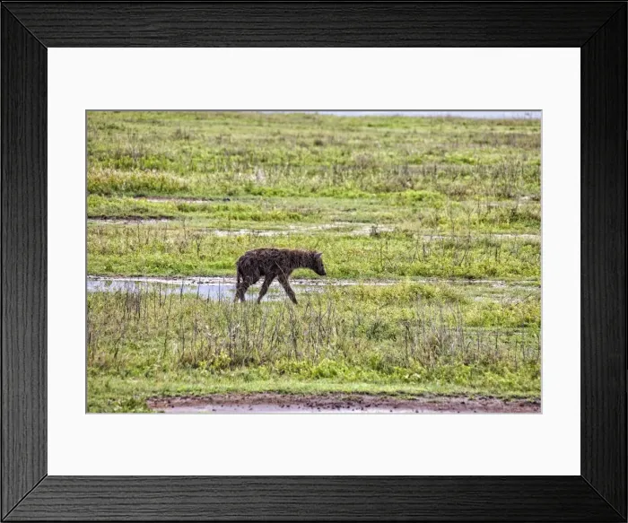 Framed Print : Hyena, Africa Framed Print : Hyena, Africa