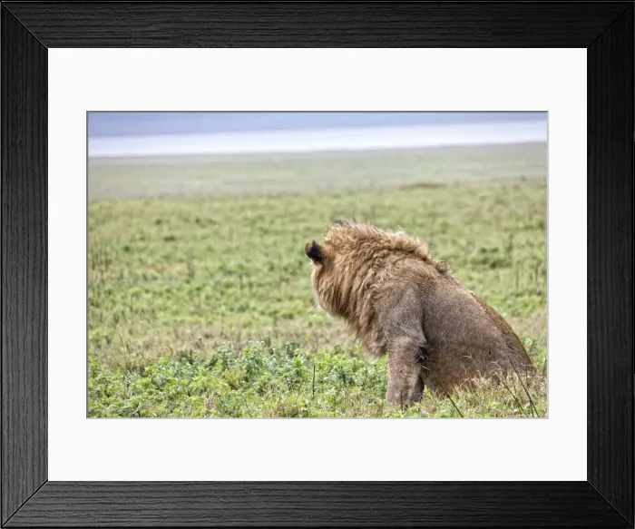 Framed Print : African Lion, Tanzania Framed Print : African Lion, Tanzania