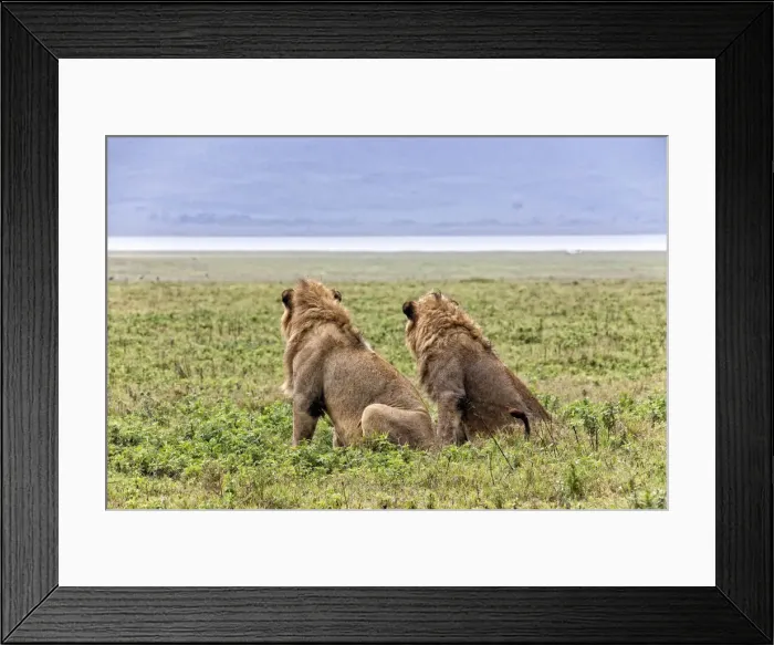Framed Print : African Lion, Tanzania Framed Print : African Lion, Tanzania