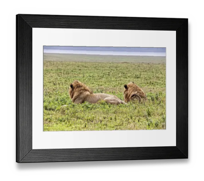 Framed Print : African Lion, Tanzania