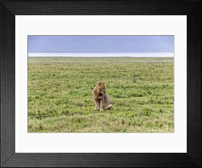 Framed Print : African Lion, Tanzania