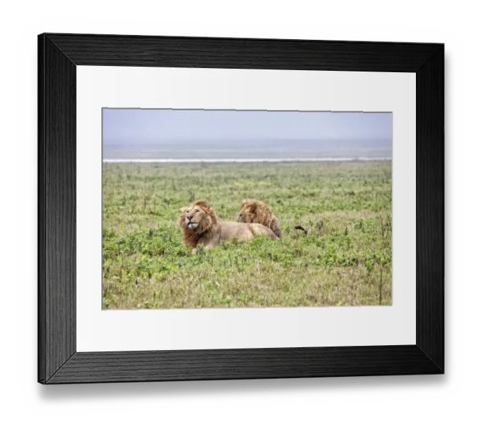 Framed Print : African Lion, Tanzania Framed Print : African Lion, Tanzania