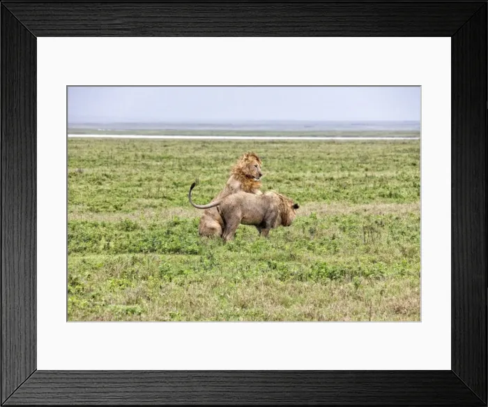 Framed Print : African Lion, Tanzania Framed Print : African Lion, Tanzania