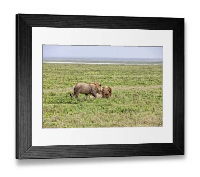 Framed Print : African Lion, Tanzania Framed Print : African Lion, Tanzania