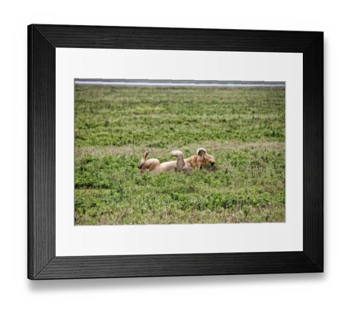 Framed Print : African Lion, Tanzania Framed Print : African Lion, Tanzania
