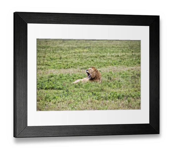 Framed Print : African Lion, Tanzania Framed Print : African Lion, Tanzania