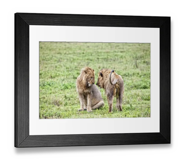 Framed Print : African Lion, Tanzania Framed Print : African Lion, Tanzania
