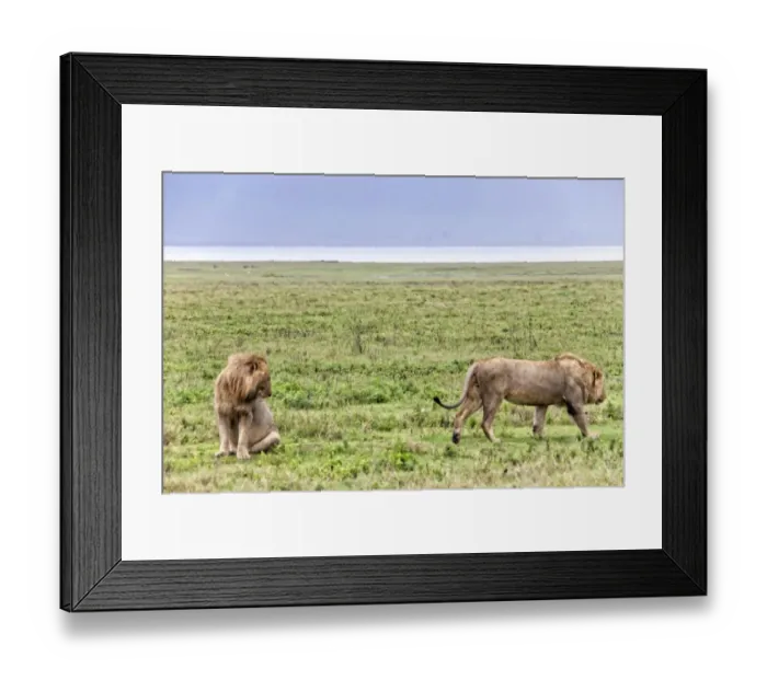 Framed Print : African Lion, Tanzania Framed Print : African Lion, Tanzania