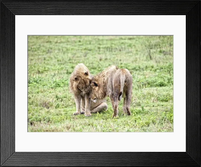 Framed Print : African Lion, Tanzania Framed Print : African Lion, Tanzania