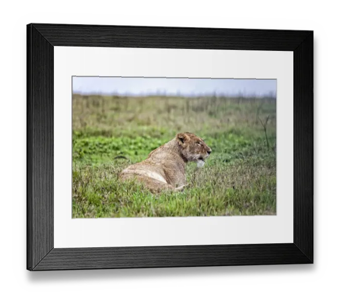 Framed Print : African Lion, Tanzania Framed Print : African Lion, Tanzania