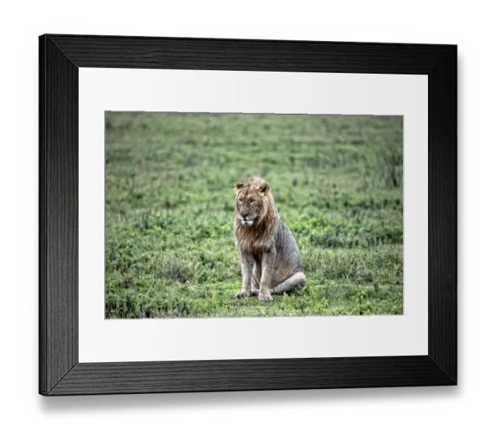 Framed Print : African Lion, Tanzania Framed Print : African Lion, Tanzania