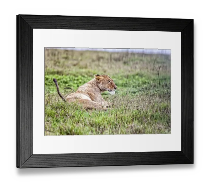 Framed Print : African Lion, Tanzania Framed Print : African Lion, Tanzania