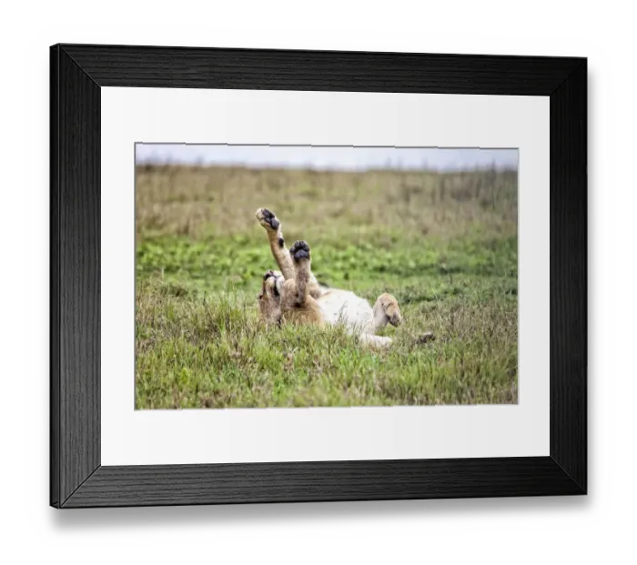 Framed Print : African Lion, Tanzania