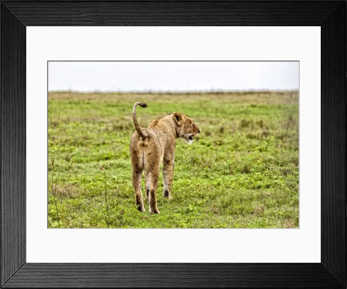 Framed Print : African Lion, Tanzania Framed Print : African Lion, Tanzania