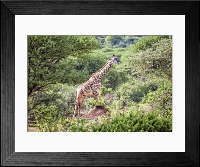 Framed Print : Lake Manyara National Park Safari, Africa Framed Print : Lake Manyara National Park Safari, Africa