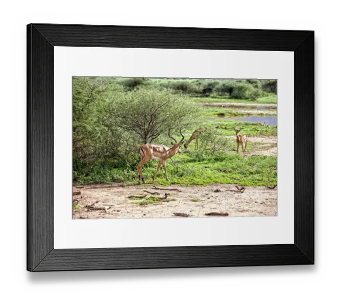 Framed Print : Lake Manyara National Park Safari, Africa Framed Print : Lake Manyara National Park Safari, Africa