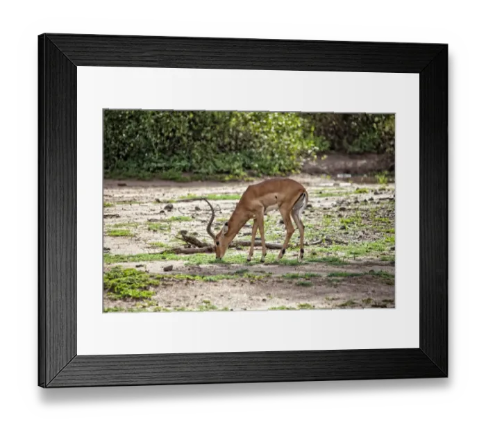 Framed Print : Lake Manyara National Park Safari, Africa Framed Print : Lake Manyara National Park Safari, Africa