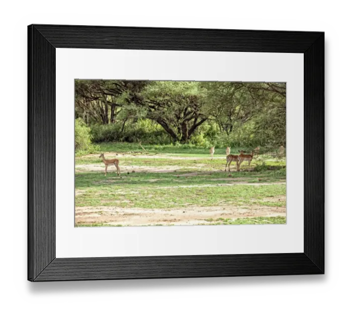 Framed Print : Lake Manyara National Park Safari, Africa Framed Print : Lake Manyara National Park Safari, Africa