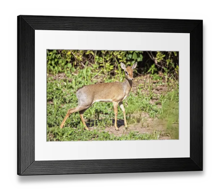 Framed Print : Lake Manyara National Park Safari, Africa Framed Print : Lake Manyara National Park Safari, Africa