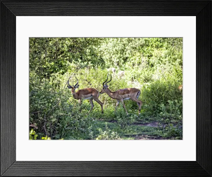 Framed Print : Lake Manyara National Park Safari, Africa Framed Print : Lake Manyara National Park Safari, Africa