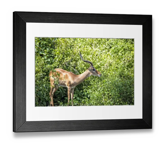 Framed Print : Lake Manyara National Park Safari, Africa Framed Print : Lake Manyara National Park Safari, Africa