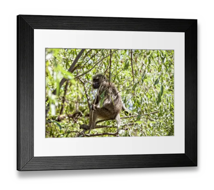 Framed Print : Lake Manyara National Park Safari, Africa Framed Print : Lake Manyara National Park Safari, Africa
