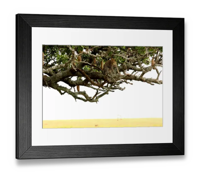 Framed Print : Leopard. A leopard waiting for a prey in a tree Framed Print : Leopard. A leopard waiting for a prey in a tree