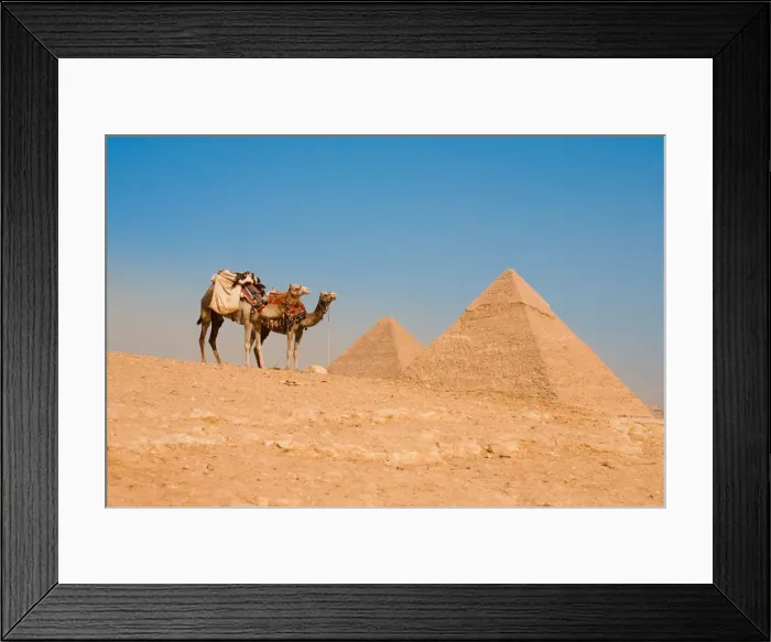 Framed Print : Camels Waiting Pyramids Cheops Khafre Khufu Framed Print : Camels Waiting Pyramids Cheops Khafre Khufu