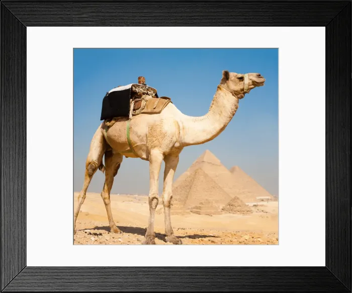 Framed Print : Camel Pyramids Giza All Together Framed Print : Camel Pyramids Giza All Together