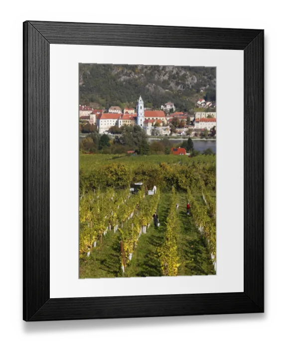 Framed Print : Duernstein, view over vineyards near Rossatz and the Danube river, Wachau valley, Waldviertel region, Mostviertel region, Lower Austria, Austria, Europe Framed Print : Duernstein, view over vineyards near Rossatz and the Danube river, Wachau valley, Waldviertel region, Mostviertel region, Lower Austria, Austria, Europe