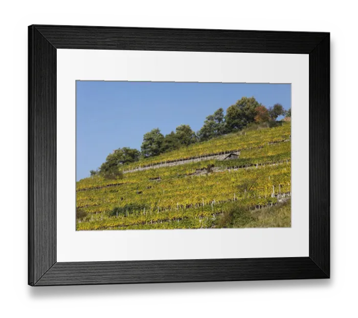 Framed Print : Vineyard in autumn, Viessling, Spitzer Graben valley, Wachau valley, Waldviertel region, Lower Austria, Austria, Europe Framed Print : Vineyard in autumn, Viessling, Spitzer Graben valley, Wachau valley, Waldviertel region, Lower Austria, Austria, Europe