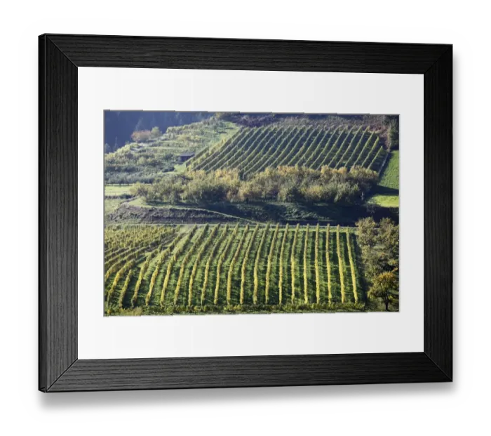 Framed Print : Cultural landscape with a vineyard and an orchard in Viessling, Spitzer Graben valley, Wachau valley, Waldviertel region, Lower Austria, Austria, Europe