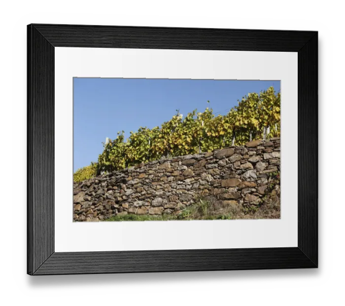 Framed Print : Vineyard on dry stone wall, Viessling, Spitzer Graben valley, Wachau valley, Waldviertel region, Lower Austria, Austria, Europe Framed Print : Vineyard on dry stone wall, Viessling, Spitzer Graben valley, Wachau valley, Waldviertel region, Lower Austria, Austria, Europe
