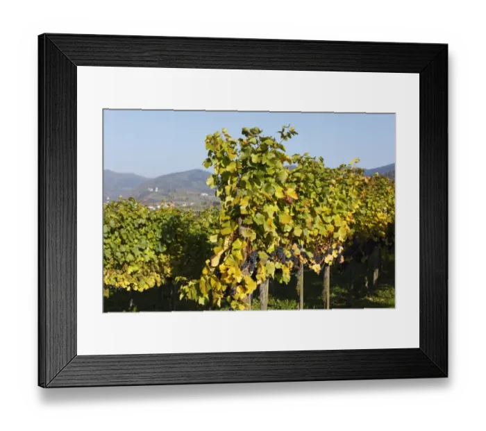 Framed Print : Vineyard with red grapes, Muehldorf, Spitzer Graben valley, Wachau valley, Waldviertel region, Lower Austria, Austria, Europe Framed Print : Vineyard with red grapes, Muehldorf, Spitzer Graben valley, Wachau valley, Waldviertel region, Lower Austria, Austria, Europe